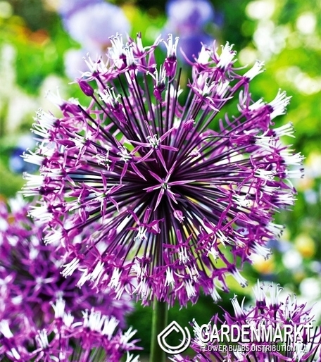 Zierlauch Allium Akbulak 3 St.