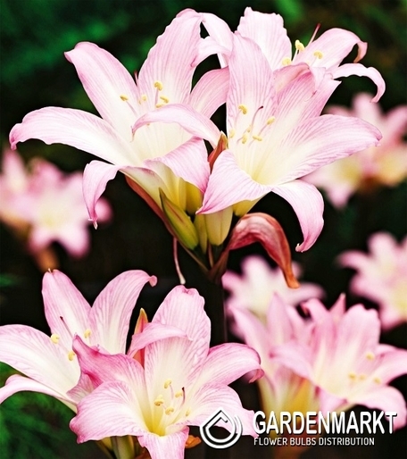 Hippeastrum Amaryllis Belladonna 1 St.