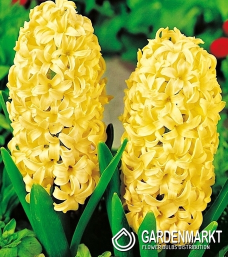 Hyazinthe Gelb XXL 3 St.