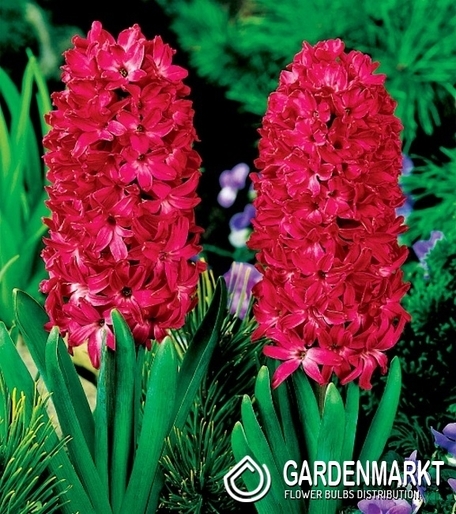 Hyazinthe Rot XXL 3 St.