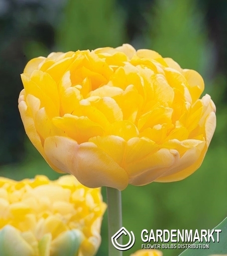 Tulpe Gefüllte Yellow Margarita 5 St.