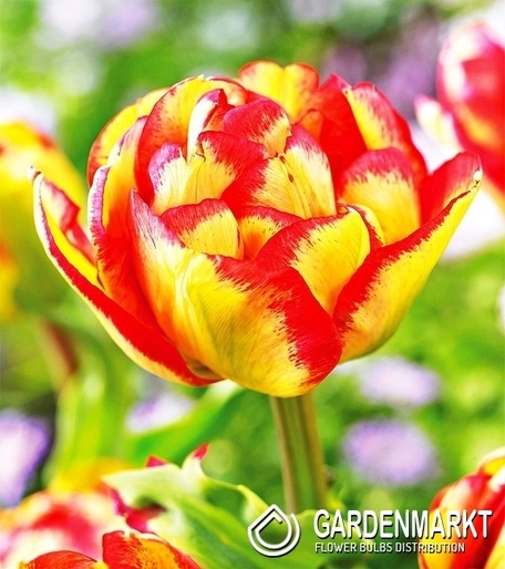 Tulpe Gefüllte Sundowner 5 St.