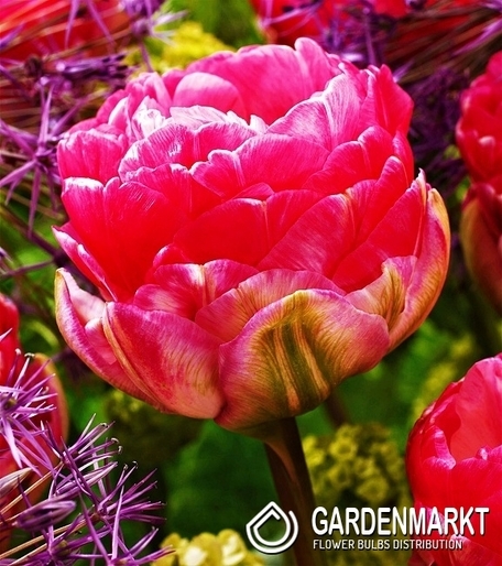 Tulpe Gefullte Pinksize 5 St.