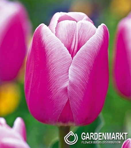 Tulpe Einfach Zeitig Aafke 5 St.