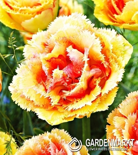 Tulpe Gefranste Brisbane 5 St.