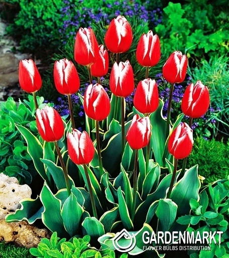 Tulpe Bicolor Charmeur 5 St.