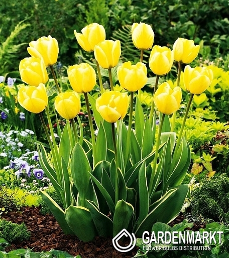 Tulpe Bicolor Jaap Groot 5 St.