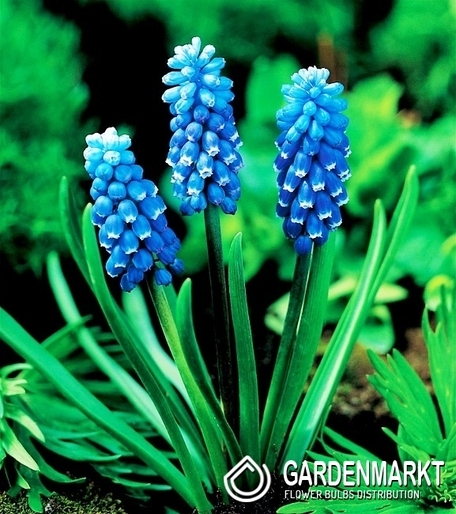 Traubenhyazinthe Muscari Dark Eyes 10 St.