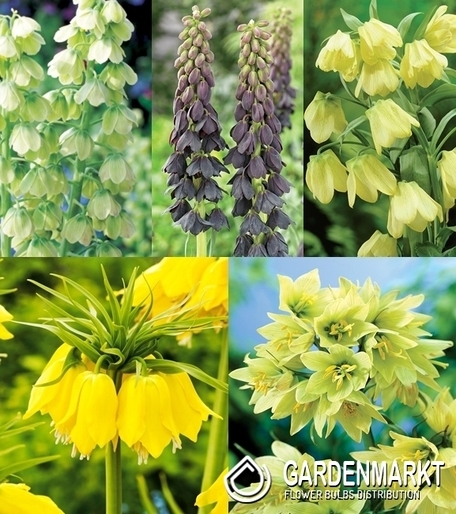 Eingestellt Fritillaria Für Sammler