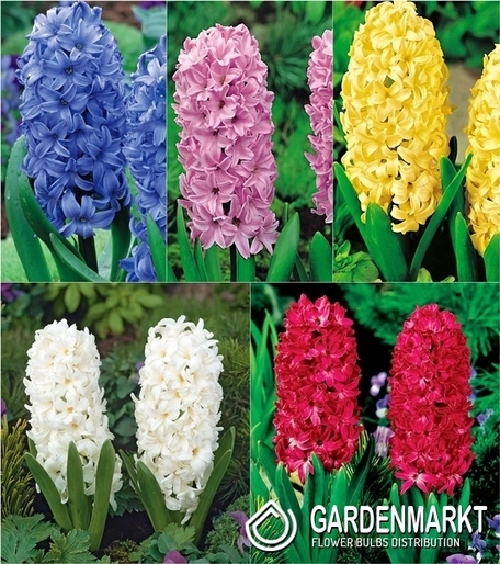 Eingestellt Hyazinthe XXL