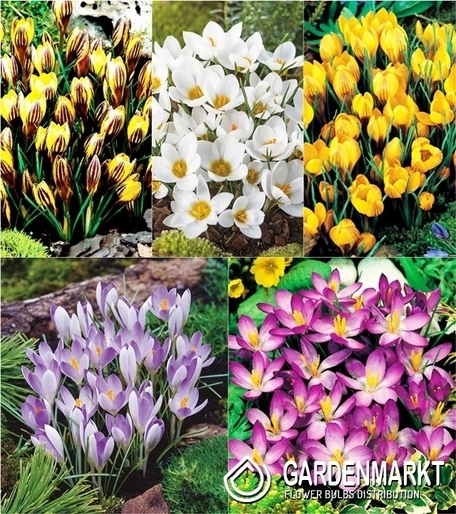 Eingestellt Frühlingskrokus "3"