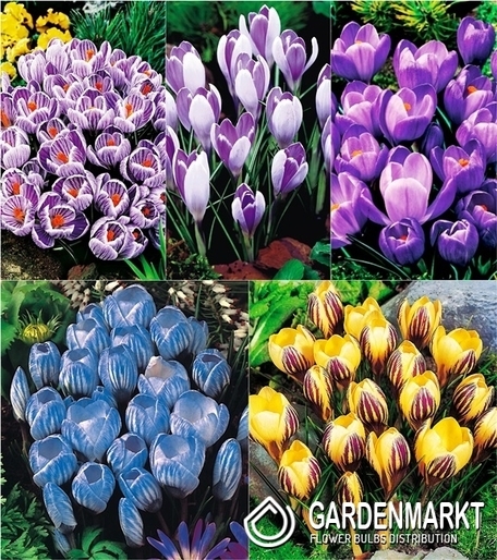 Eingestellt Frühlingskrokus "4"