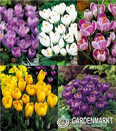 Eingestellt Frühlingskrokus "5"