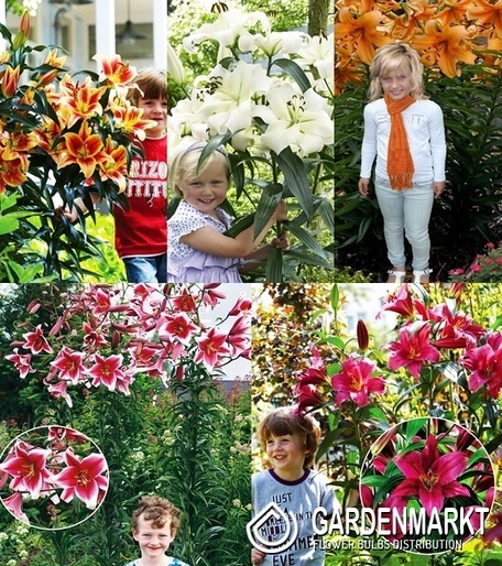 Eingestellt Lilie Ot Hybride "2"