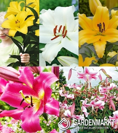 Eingestellt Lilie Ot "4"