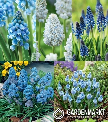 Eingestellt Traubenhyazinthe Muscari "4''