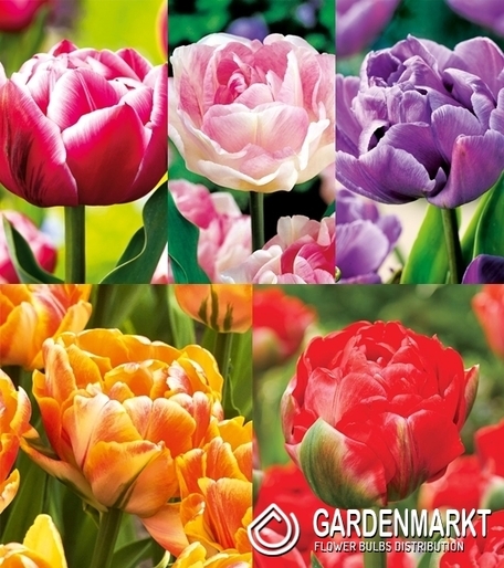 Eingestellt Tulpe Gefüllte 1