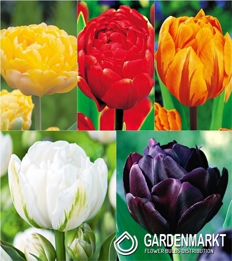Eingestellt Gefüllte Tulpe 2