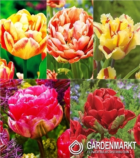Eingestellt Gefüllte Tulpe 5