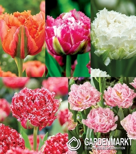 Eingestellt Fetzen Gefullte Tulpe 1