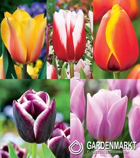 Eingestellt Tulpe Triumph "5"
