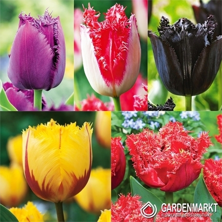 Eingestellt Tulpe Fringed Fur Sammler 4 