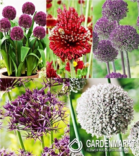 Eingestellt Allium Zierlauch 3