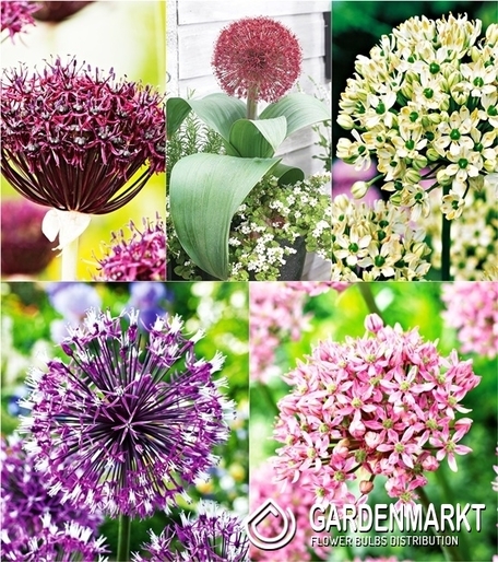 Eingestellt Allium Zierlauch "4"