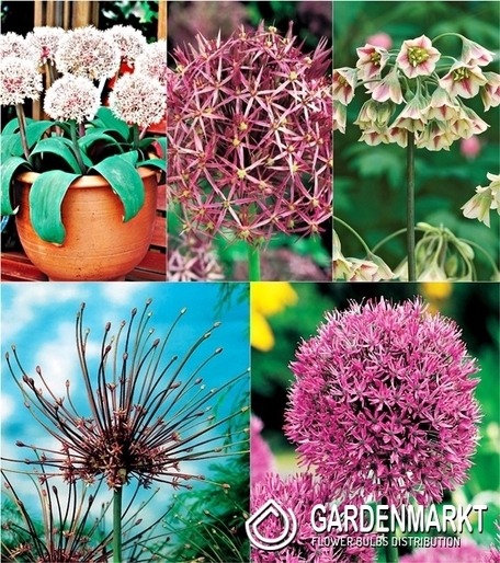Eingestellt Allium Zierlauch 5
