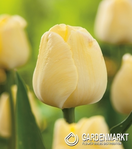 Tulpe Triumph Maria Kaczyńska 5 St.