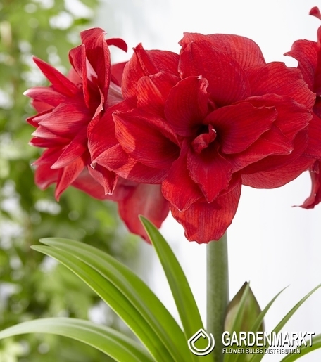 Hippeastrum Amaryllis Amarantia 1 St.