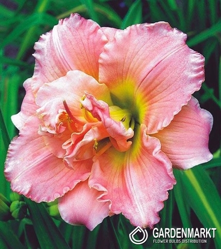 Hemerocallis Taglilie Doppel Double Dream 1 St.