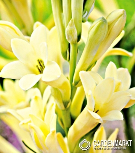 Polianthes Tuberosa - Super Gold 1 St.