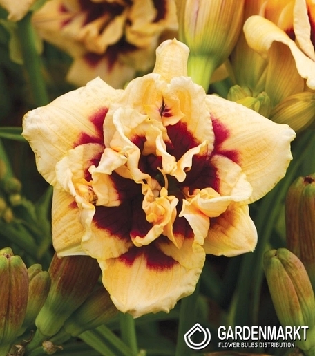 Hemerocallis Taglilie Roswitha 1 St.