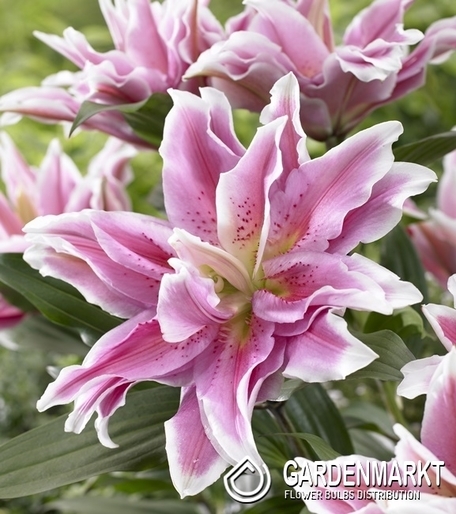 Gefüllte Lilie Roselily Natalia 1 St.