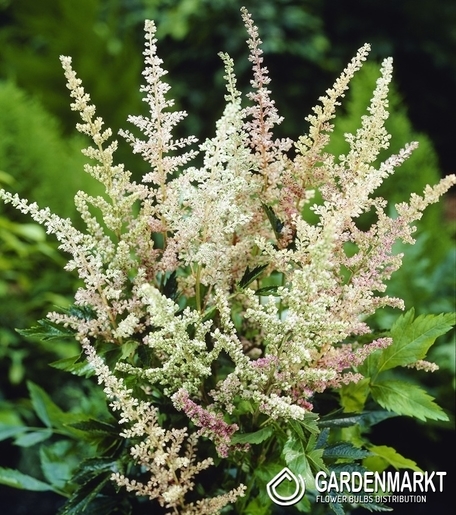Astilbe-Prachtspiere Peaches And Cream 1 St.