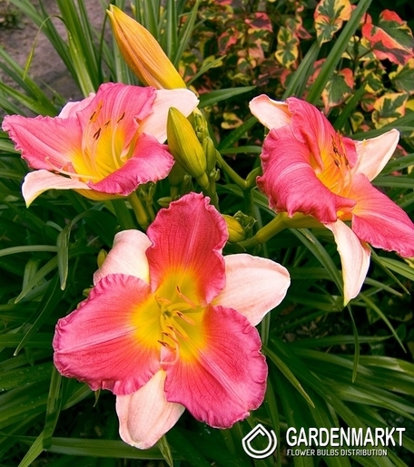 Hemerocallis Taglilie Final Touch 1 St.