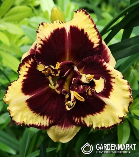 Hemerocallis Taglilie Tiger Blood 1 St.