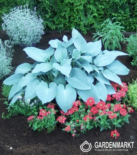 Hosta - Funkia Canadian Blue 1 St.