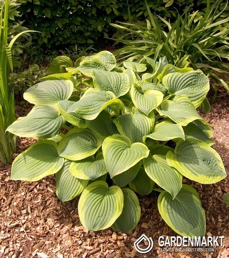 Hosta - Funkia Abiqua Moonbeam 1 St.