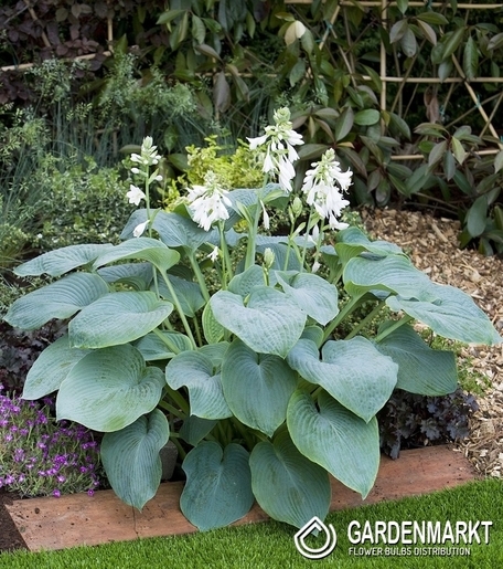Hosta - Funkia Bressingham Blue 1 St.
