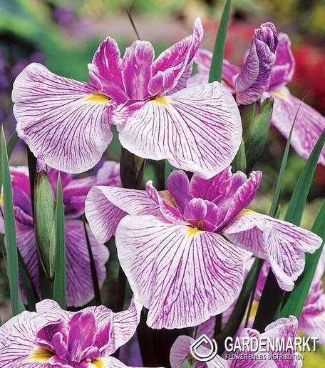 Japanische Iris Freckled Geisha 1 St.