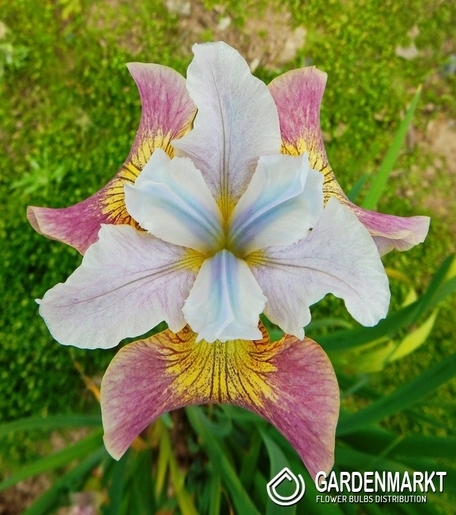 Iris Sibirische Sugar Rush 1 St.