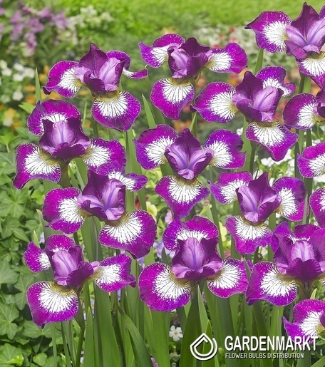 Iris Sibirische Currier 1 St.