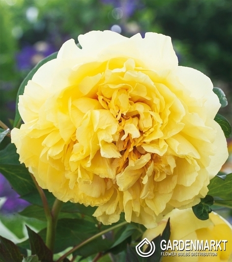 Pfingstrosen-Päonien Itoh Yellow Crown 1 St.