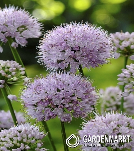 Zierlauch Allium Summer Beauty 1 St.