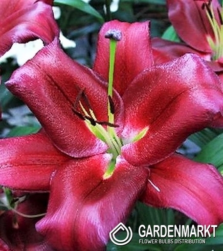 Lilie Ot Hybrid Borello 1 St.