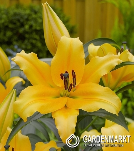 Lilie Ot Hybrid Corcovado 1 St.