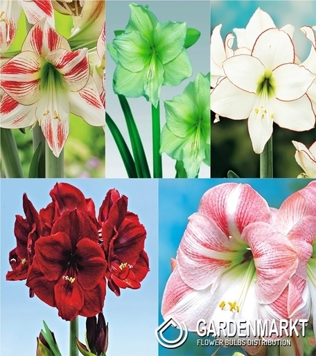 Eingestellt Hippeastrum Amaryllis "2"