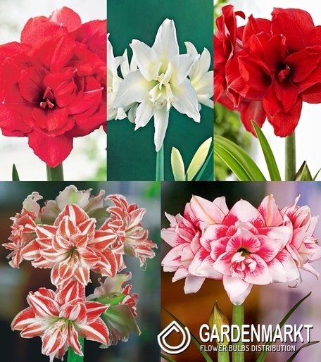 Eingestellt Gefüllte Hippeastrum Amaryllis "3"22/24